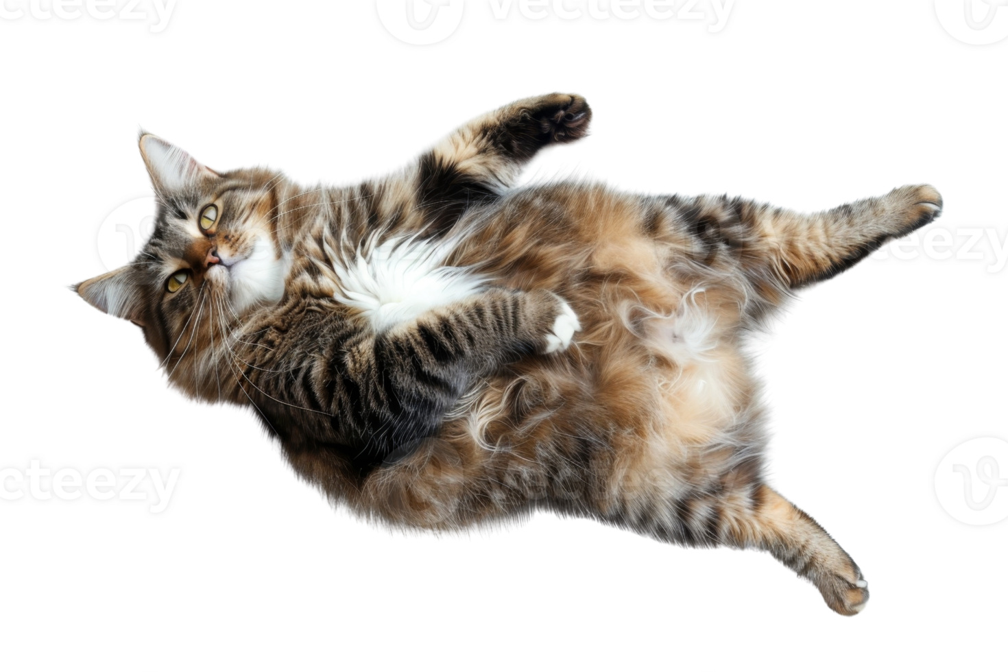 Cute fluffy cat lying on back with paws up, isolated on transparent background. Relaxed feline showing belly and looking curious. png
