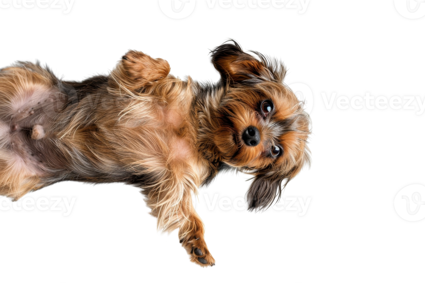 Cute small dog lying on its back, looking playful and adorable. Perfect for pet-themed designs and projects. png