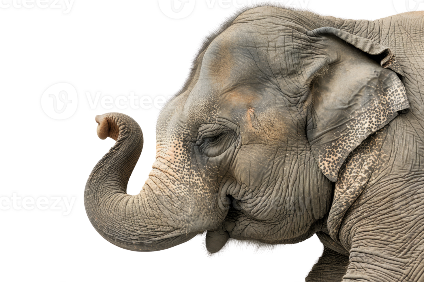 Close-up of an elephant with eyes closed, isolated on transparent background. Majestic animal with wrinkled skin and curved trunk. png