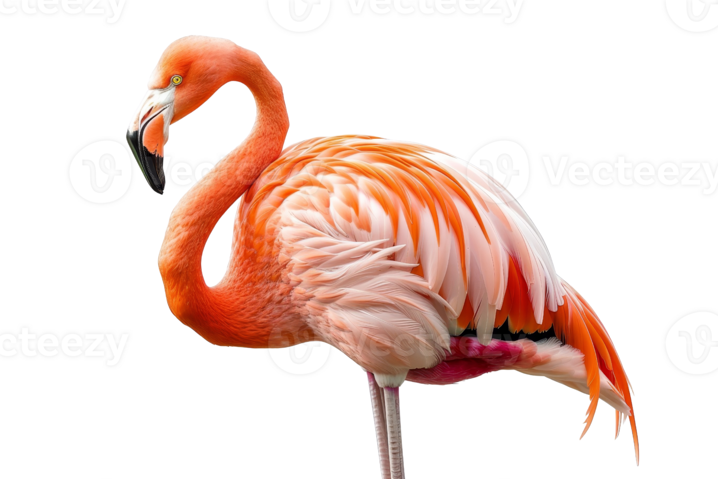 Elegant pink flamingo standing on one leg, showcasing its vibrant feathers and unique beauty on a transparent background. png