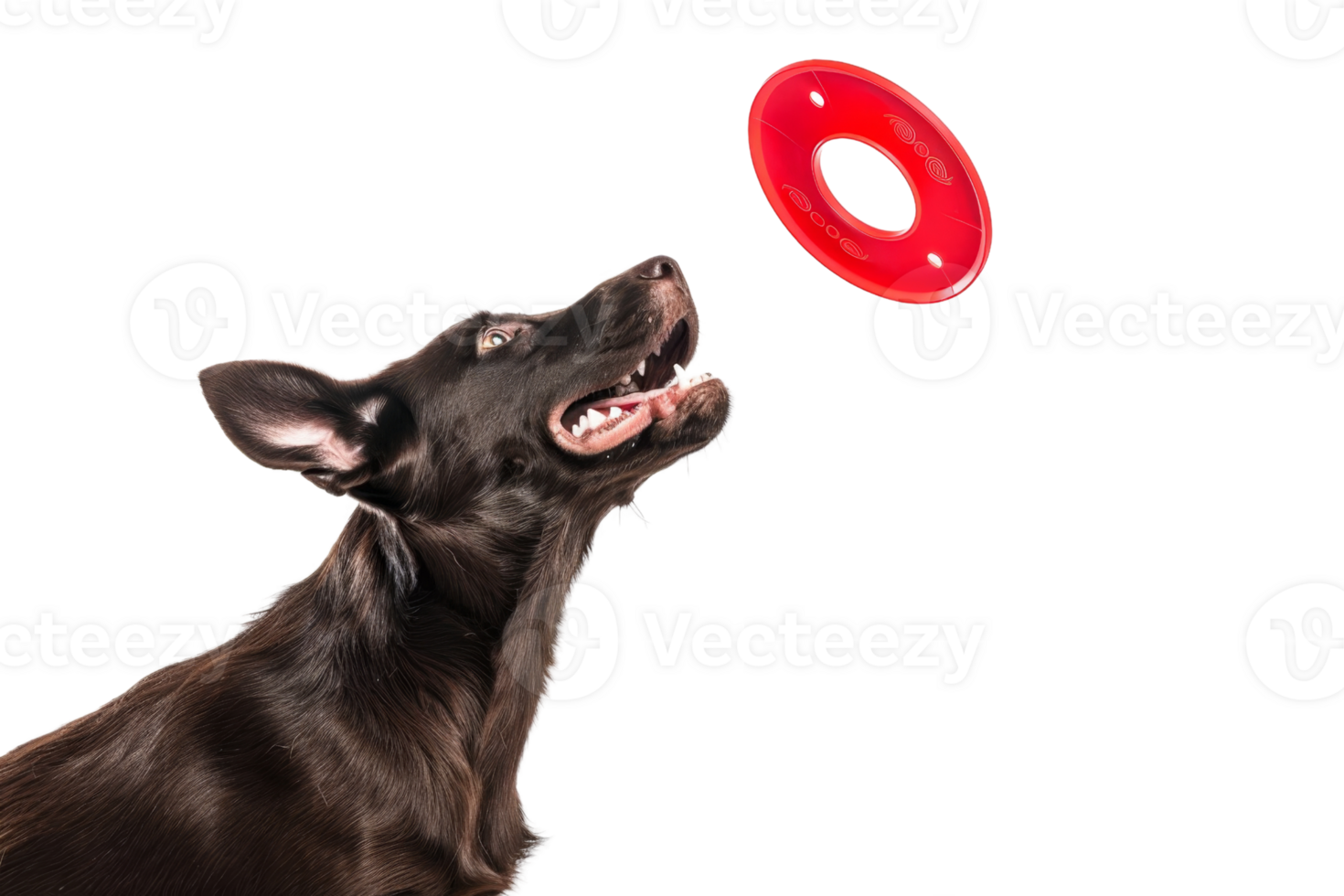 Energetic dog jumping to catch a red flying disc against a transparent background. showcasing playful and active behavior. png