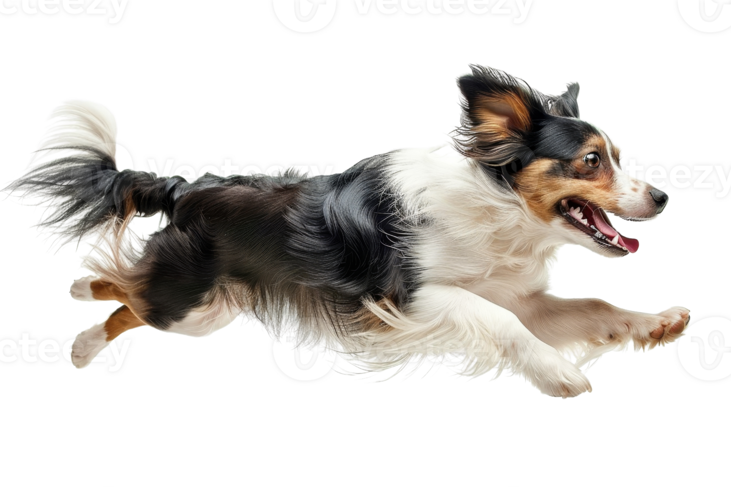 Energetic dog mid-jump with excited expression, showcasing agility and joyful spirit. Perfect for pet and outdoor activity themes. png