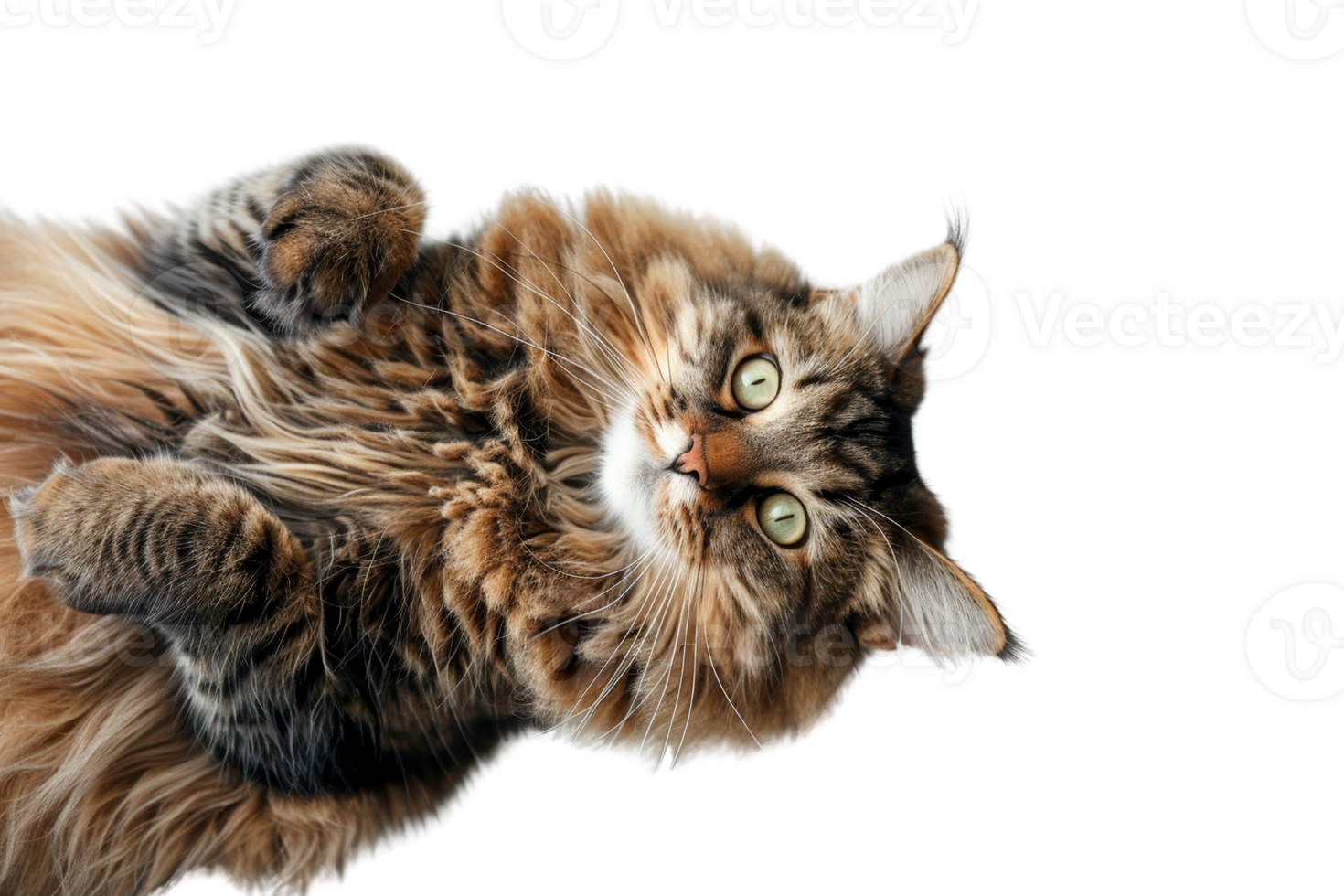 Fluffy tabby cat with green eyes lying on its back on a transparent background. looking at camera. Perfect for pet-related content. png