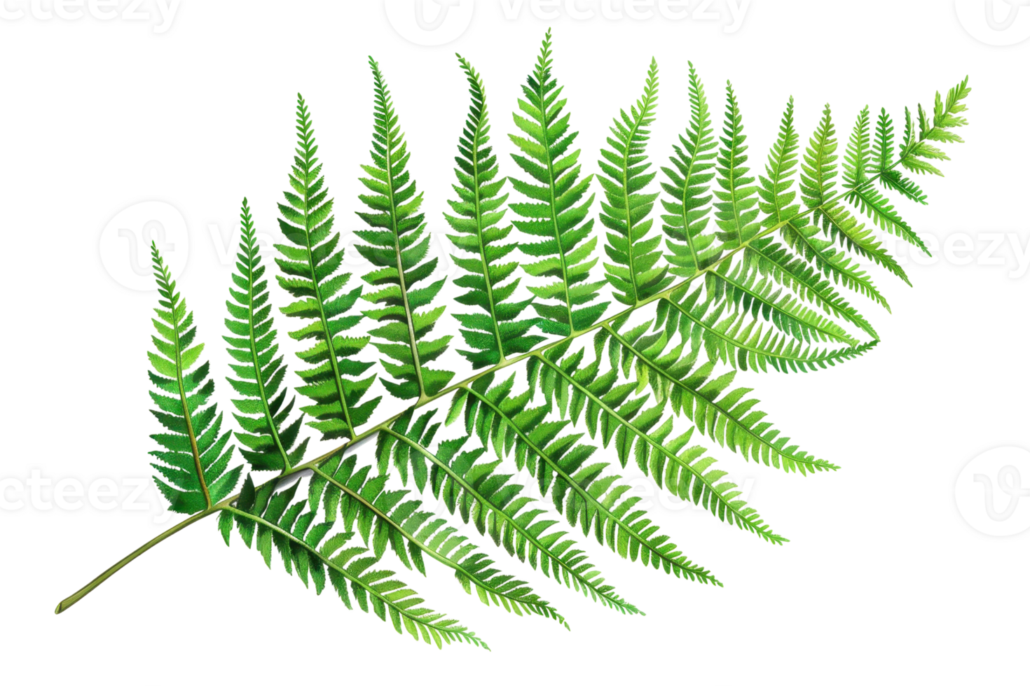 Elegant single fern leaf isolated on transparent background. Perfect for botanical, nature, and greenery themed designs. png