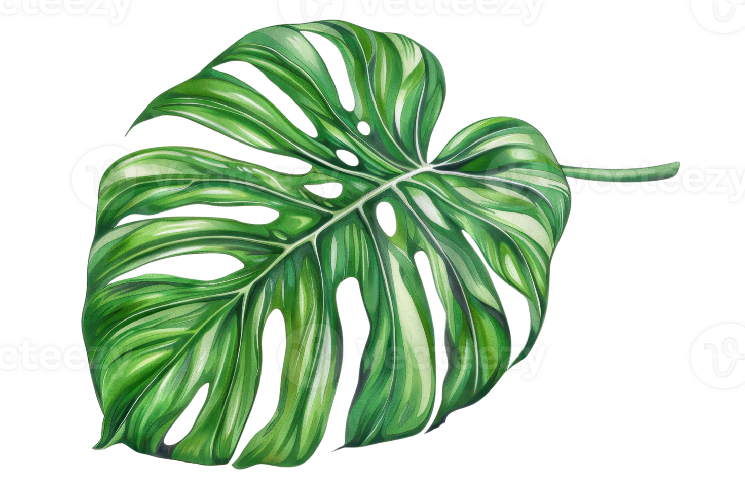 High-quality image of a green jungle leaf with distinct veins and vibrant color, perfect for nature-themed projects or botanical illustrations. png