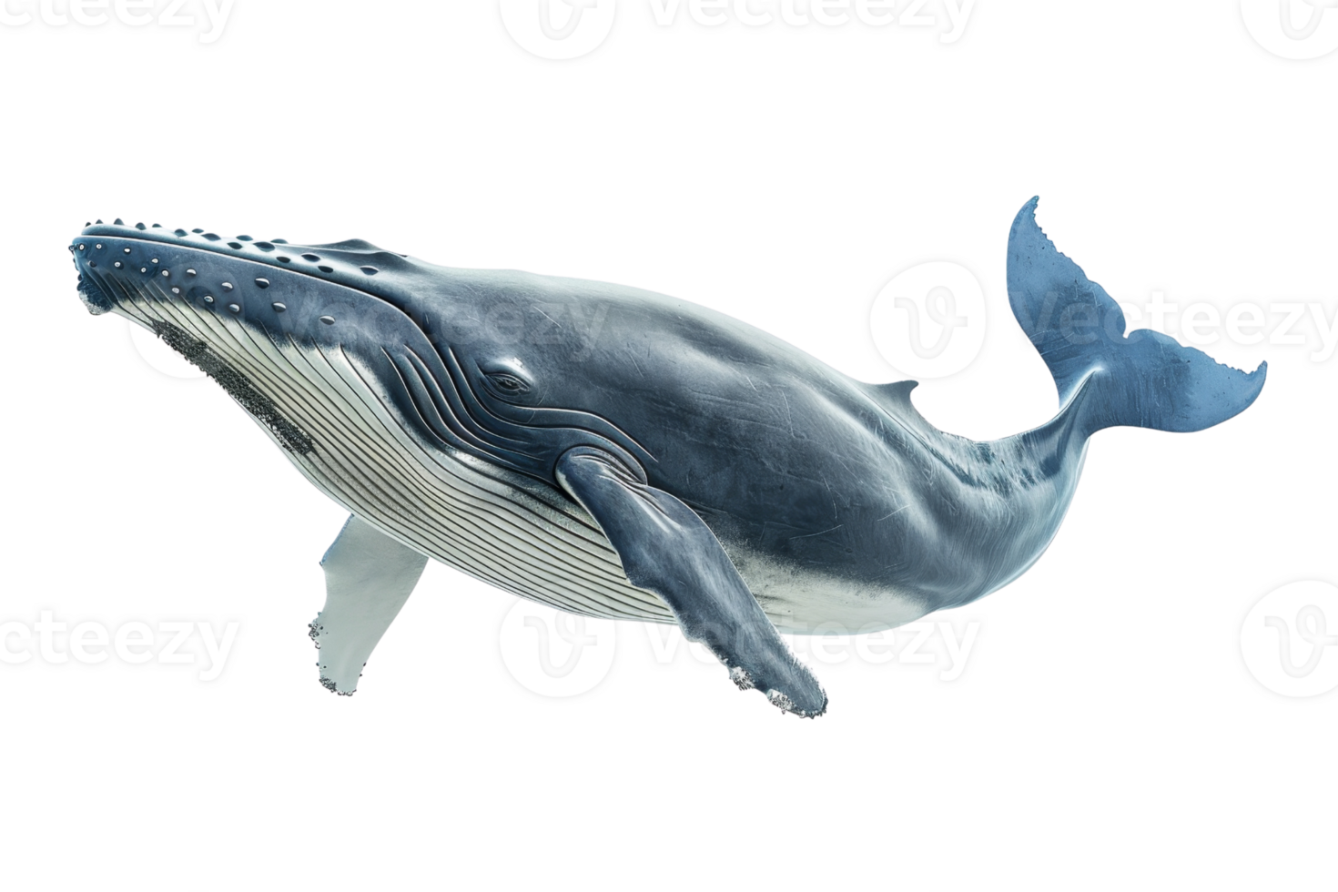 Majestic humpback whale in full view, showcasing its size and beauty. Isolated on transparent background. png