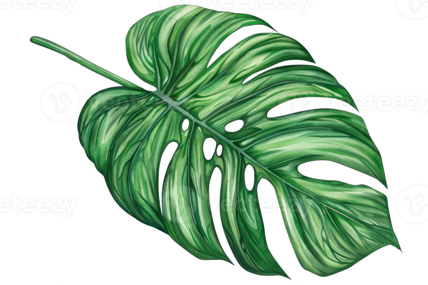 Illustration of a vibrant green monstera leaf with detailed textures and natural aesthetics, perfect for botanical and nature-themed projects. png