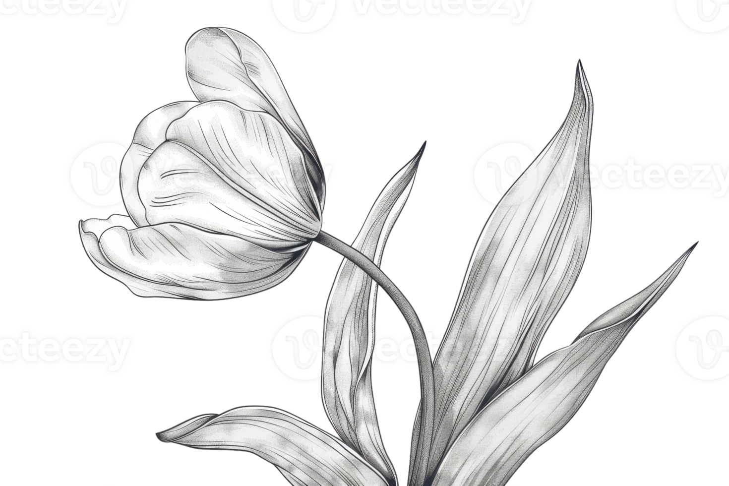 Monochrome sketch of a tulip in bloom, showcasing delicate petal details and elegant leaves, perfect for botanical art projects and designs. png