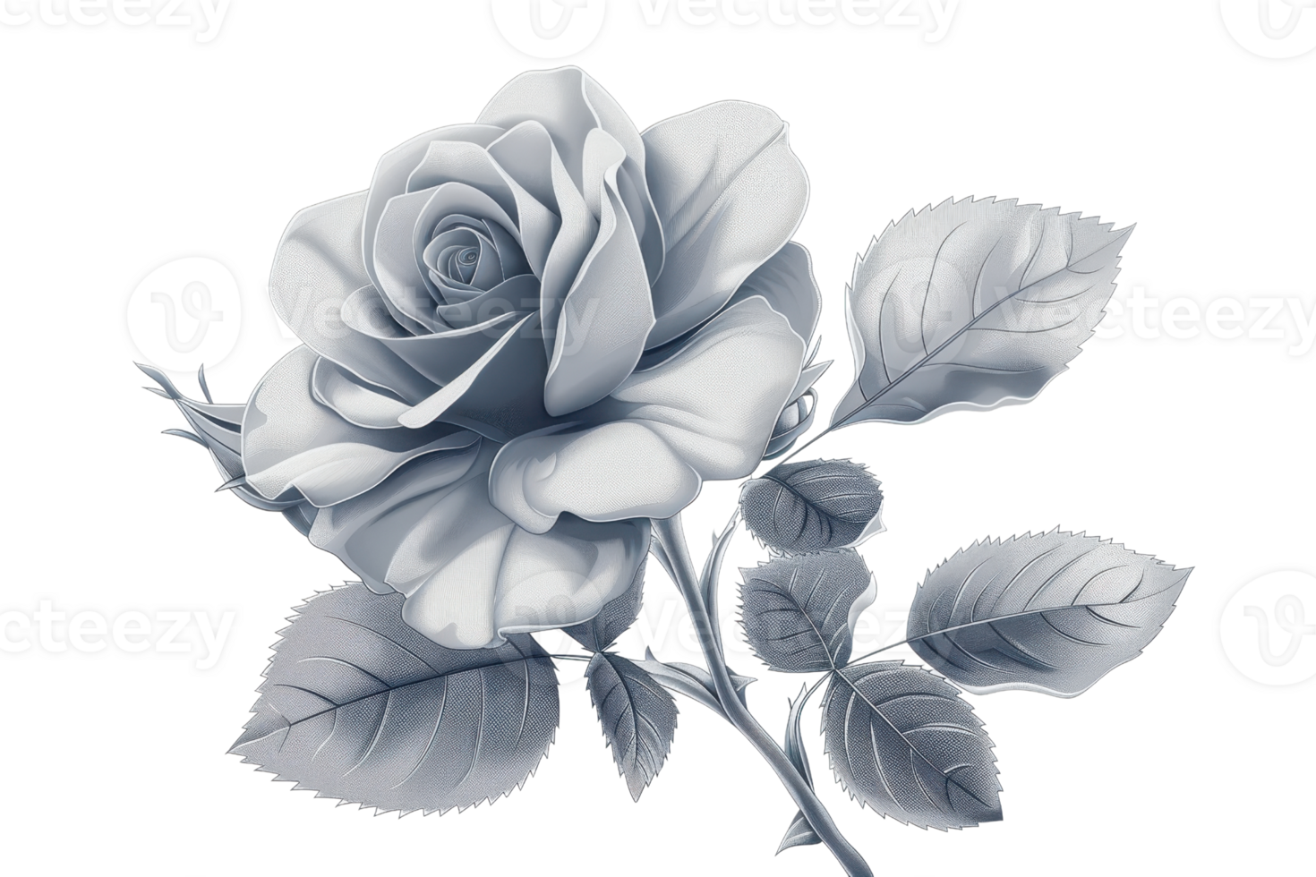 Monochrome illustration of a rose flower with detailed petals and leaves, showcasing elegance and simplicity in a grayscale palette. png