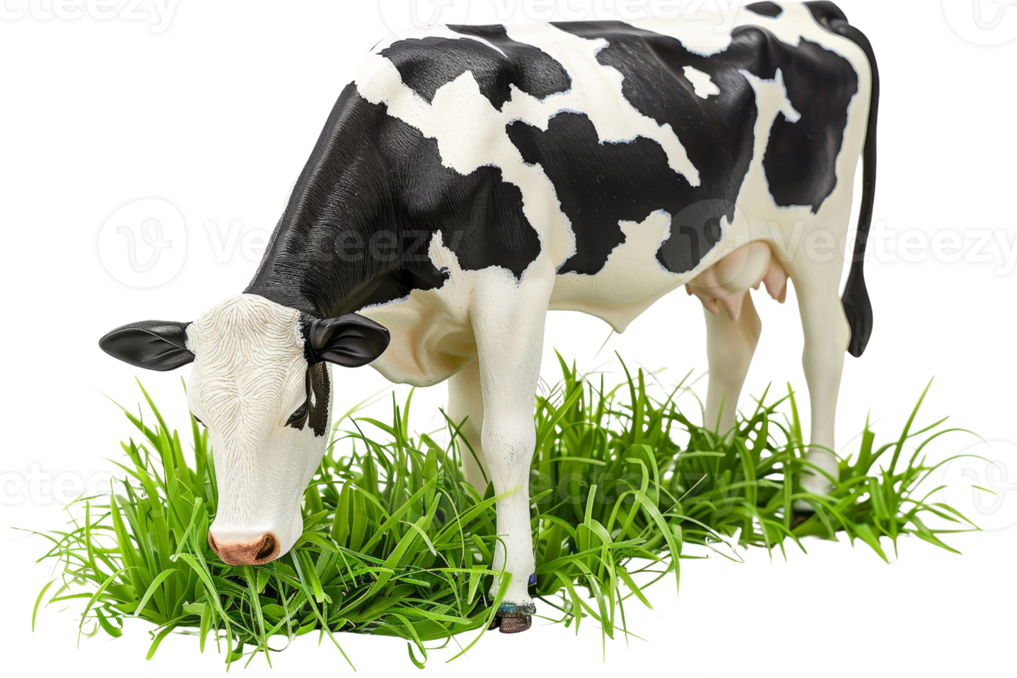 A black and white cow grazing on fresh green grass, depicting a serene rural farm scene in natural surroundings. png