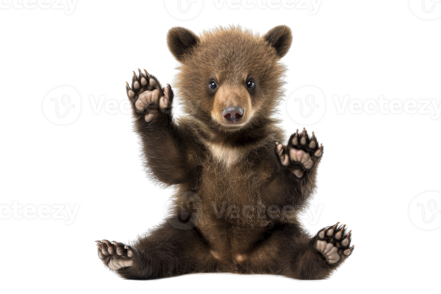 Adorable brown bear cub sitting and raising paws. Isolated on transparent background. Ideal for wildlife and nature themed projects. png