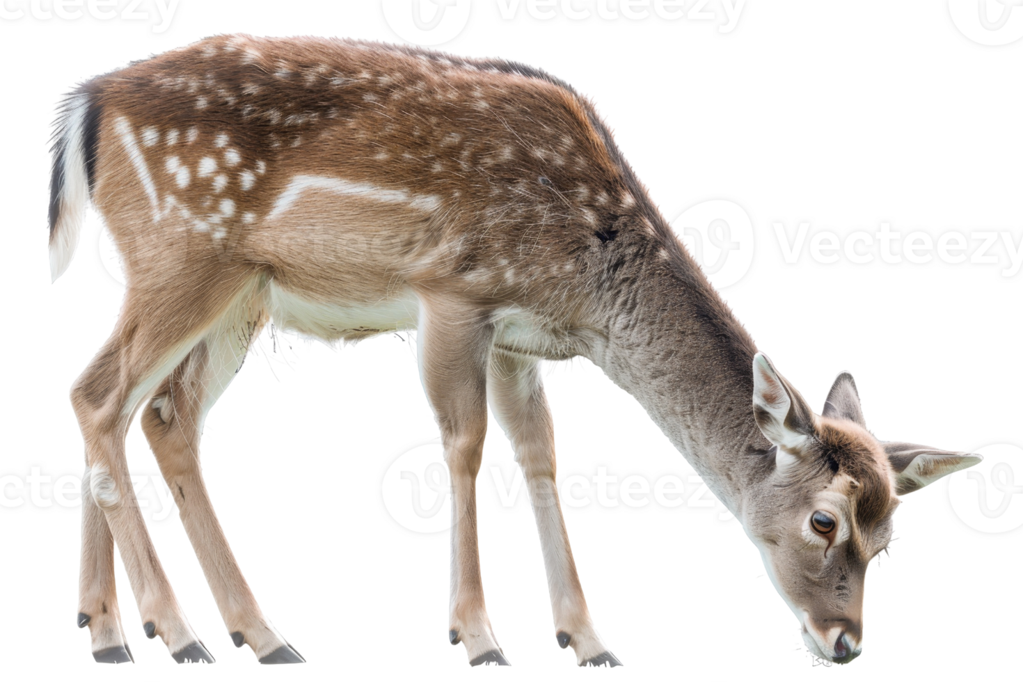 A graceful deer peacefully grazing on a transparent background. highlighting its natural beauty and calm demeanor. png