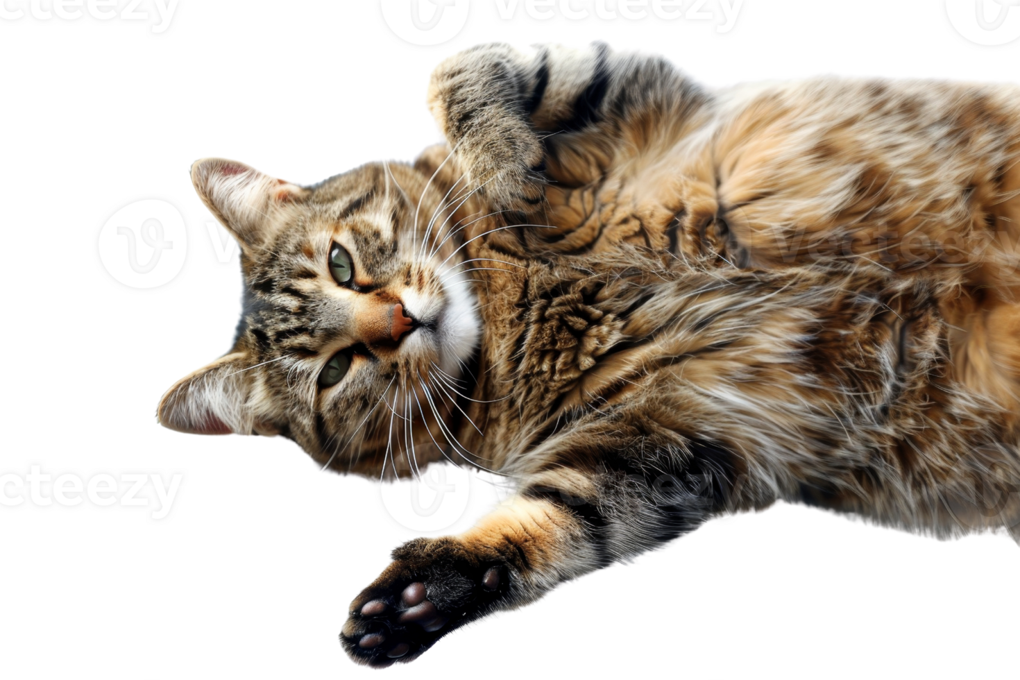 Adorable tabby cat lying on its back, showing off its fluffy fur and playful expression, isolated on a transparent background. png