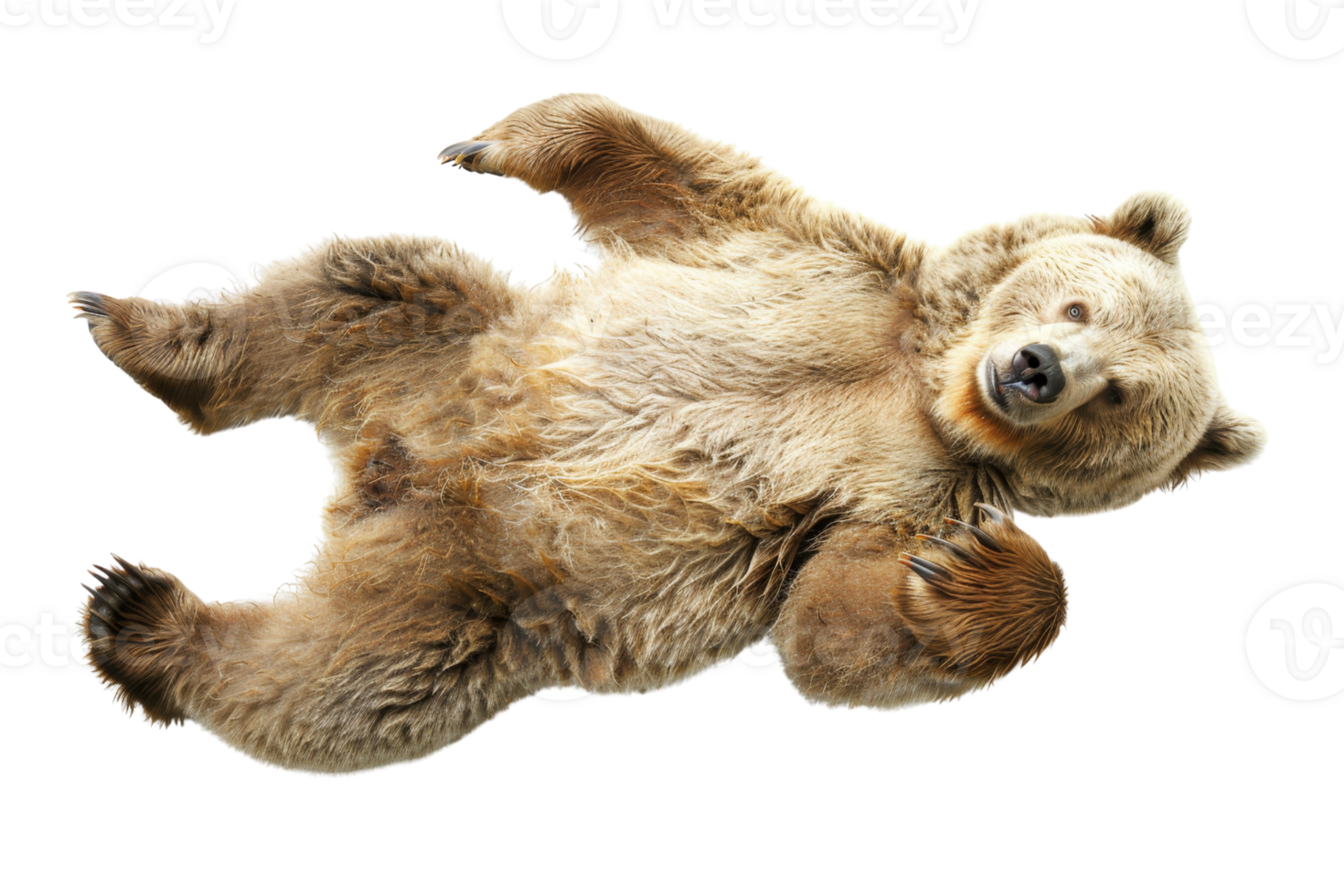 A playful brown bear lying on its back, showcasing its furry belly and relaxed posture, isolated on a transparent background. png