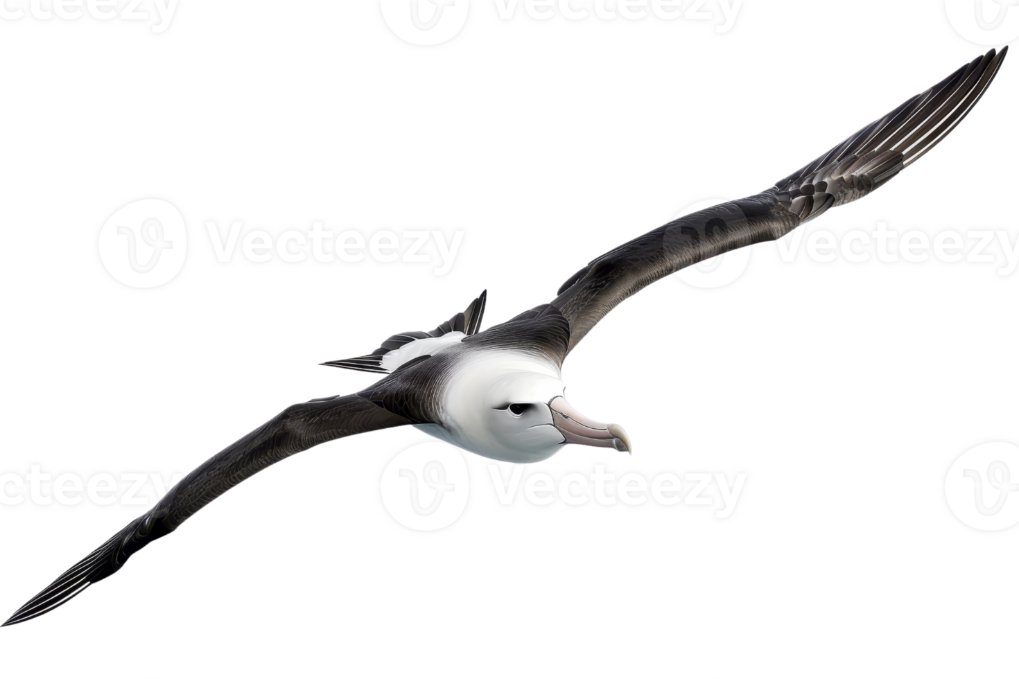 A majestic albatross soaring through the sky with wings fully extended, depicting the freedom of flight and grace of the seabird. png