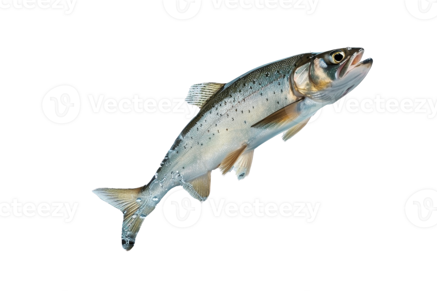 Close-up of a single fish on a transparent background. showcasing its detailed scales and aquatic features. Ideal for marine life and food-related use. png