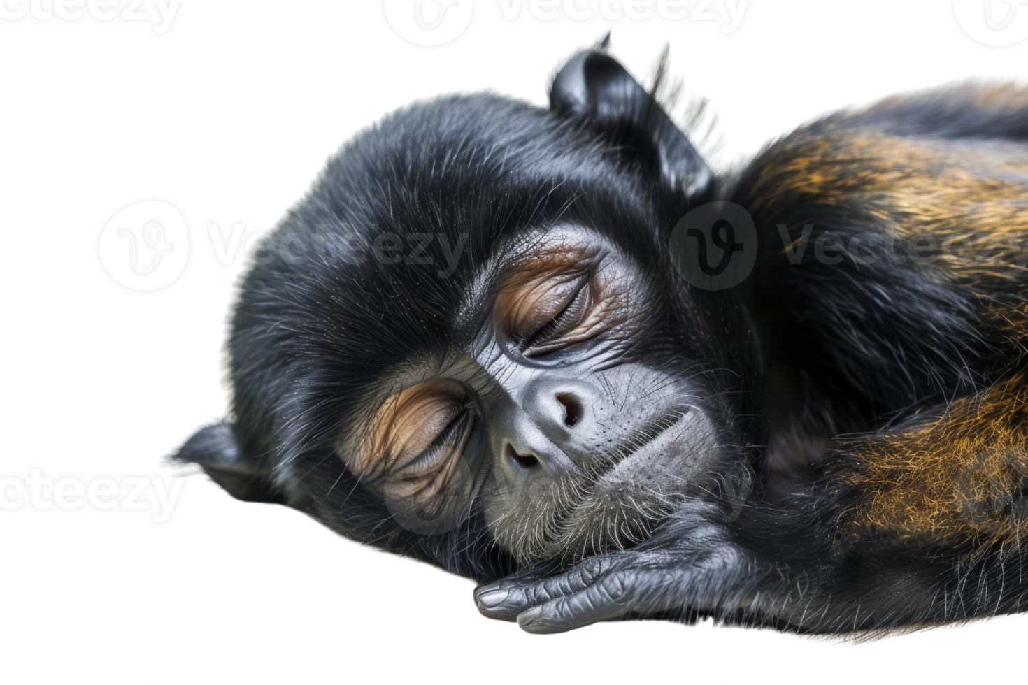 Close-up of a baby monkey peacefully sleeping with eyes closed, highlighting its delicate features and adorable expression. png