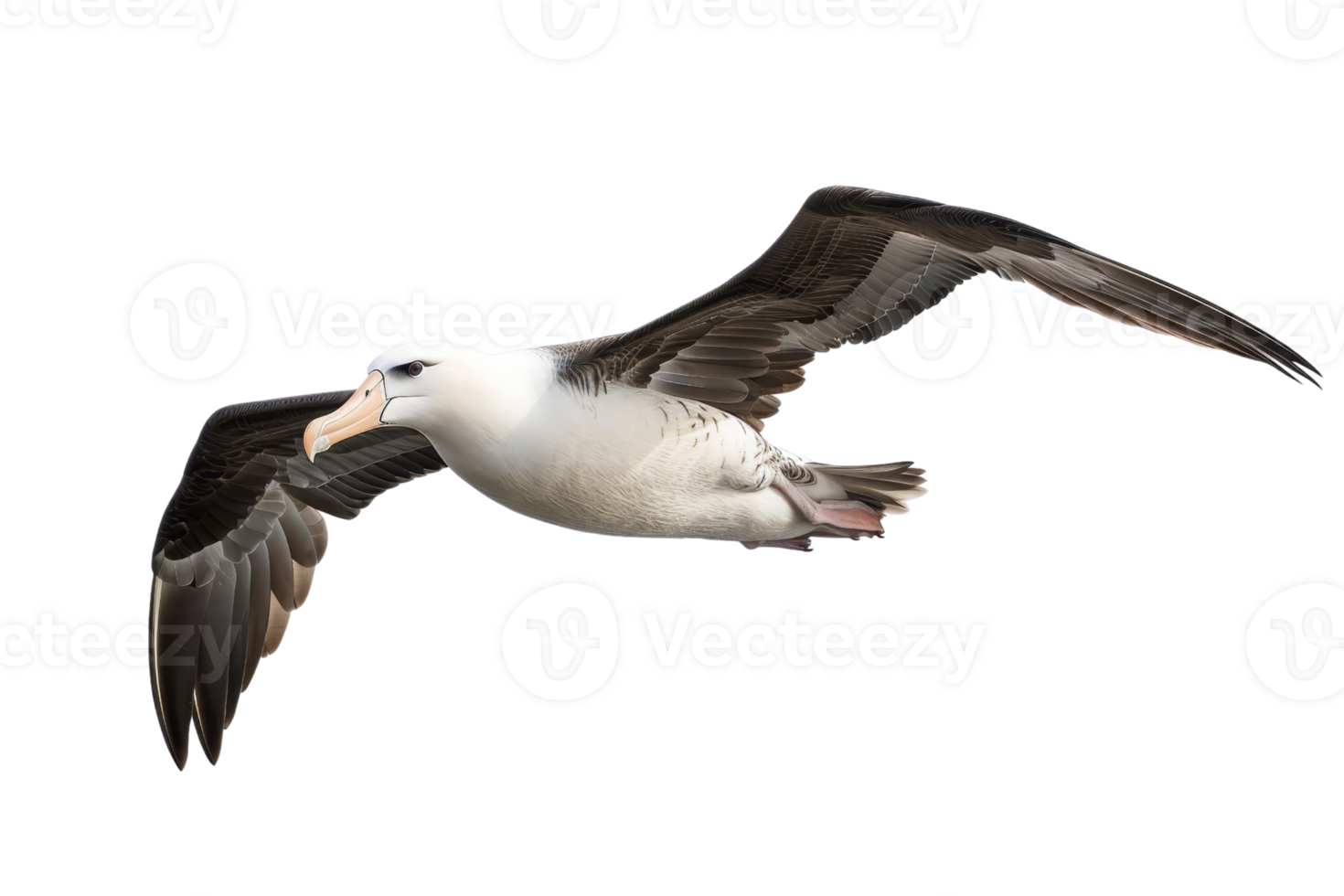 Majestic albatross in flight captured mid-air, showcasing its impressive wingspan against a transparent background, perfect for nature enthusiasts. png
