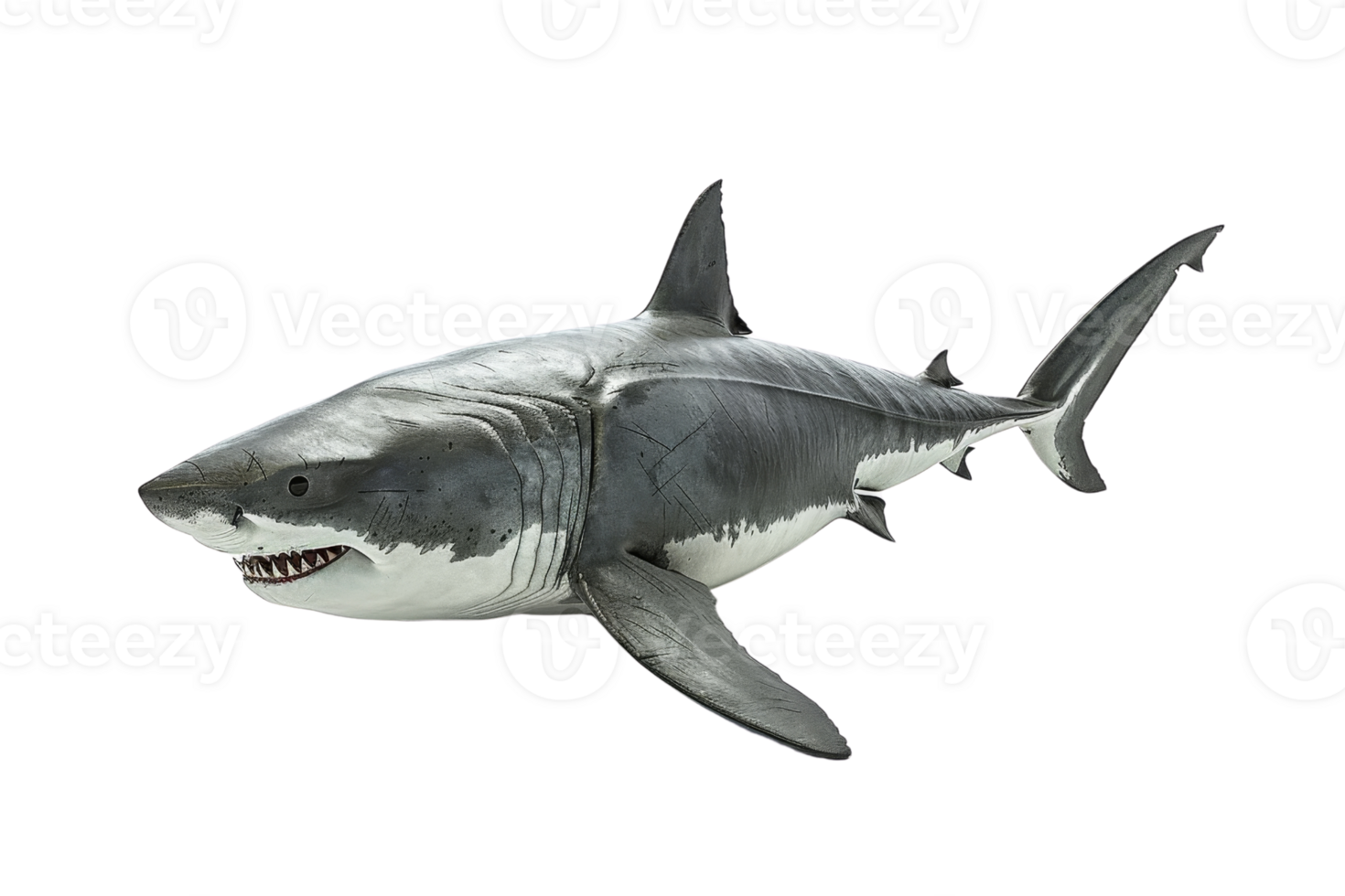 A detailed photograph of a great white shark swimming isolated on a transparent background. showcasing its sharp teeth and streamlined body. png
