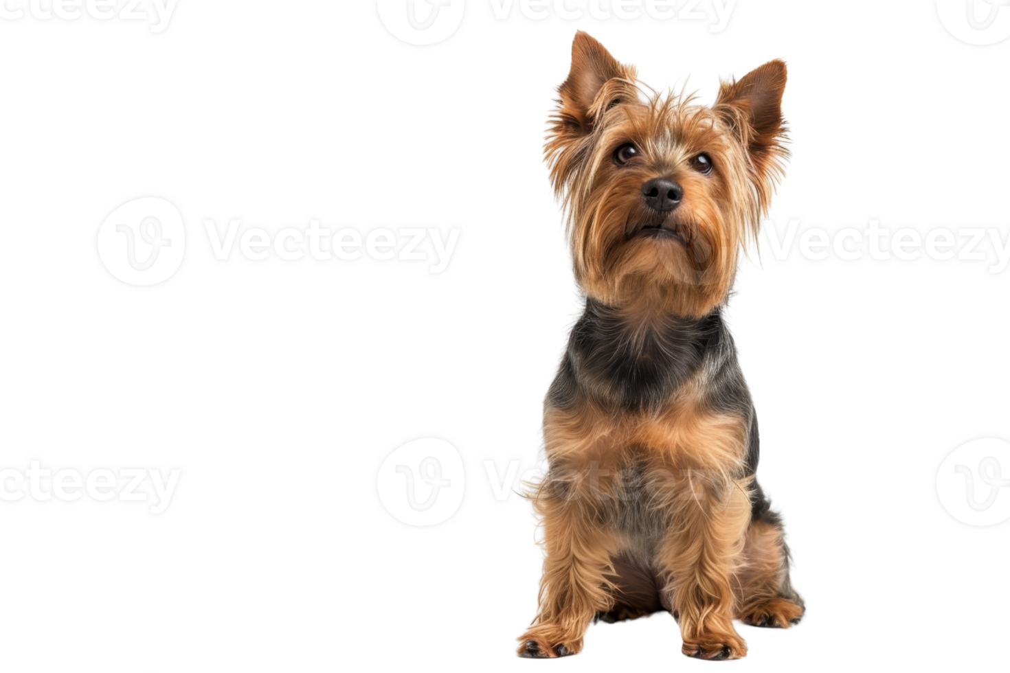 Adorable Yorkshire Terrier dog sitting and looking attentively. Perfect for pet-related projects and themes. Isolated on a transparent background. png
