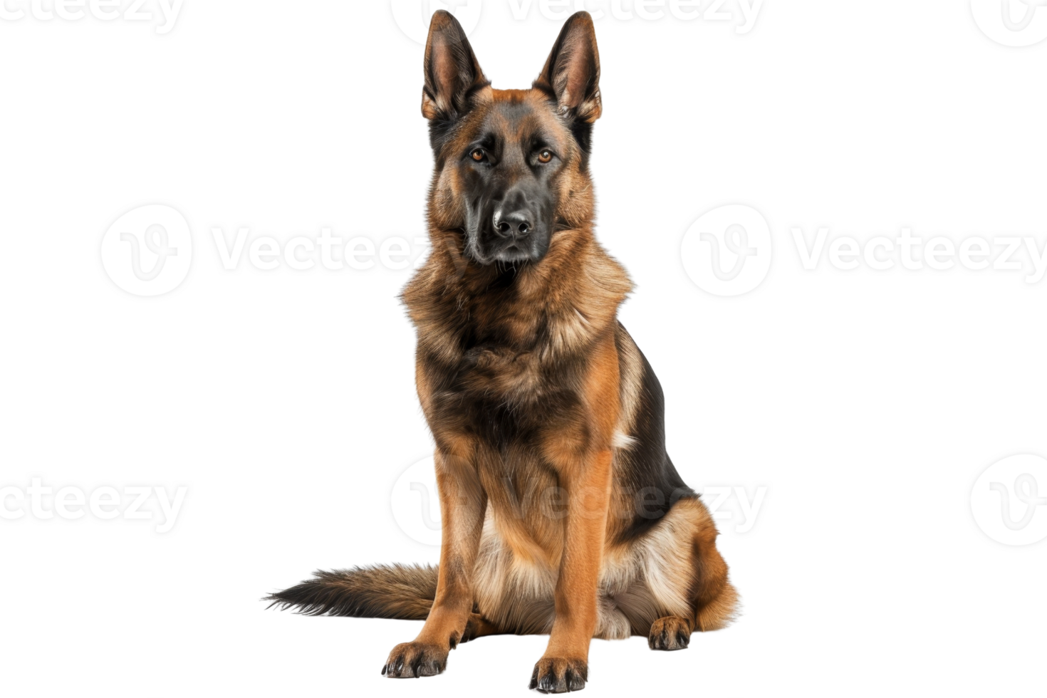 A majestic German Shepherd dog sits attentively against a transparent background. showcasing its strong and loyal demeanor. png