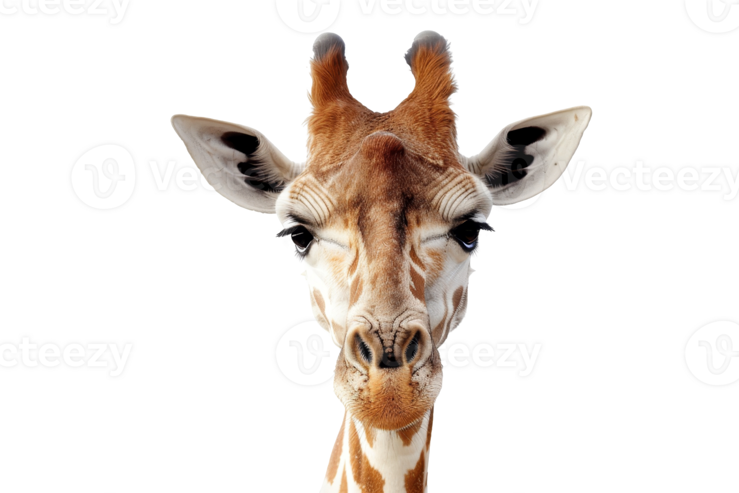 Close-up of a giraffe's face isolated on a transparent background. showcasing its distinctive features and curious expression. png