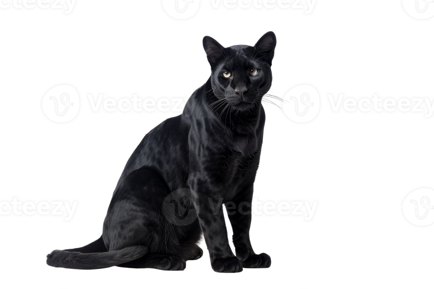 Elegant black cat sitting on a transparent background. showcasing its sleek fur and intense gaze. Perfect for animal-themed projects and designs. png
