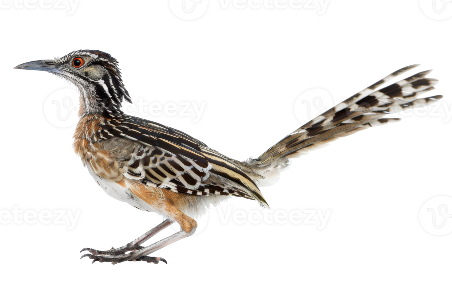 Close-up of a striking roadrunner bird with vibrant feathers and intricate patterns, showcasing its natural beauty and distinctive features. png