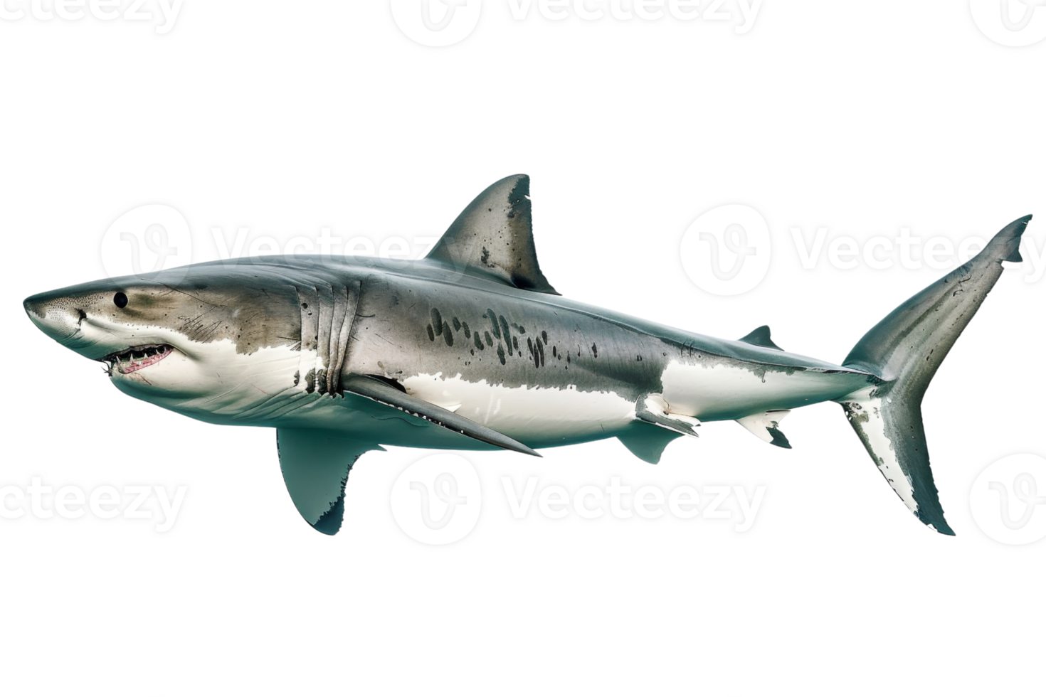 High-resolution image of a great white shark in swimming pose, isolated on a transparent background. ideal for marine and wildlife stock content. png