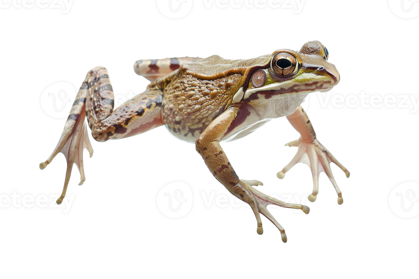 High-quality isolated image of a brown frog in motion, perfect for nature and wildlife themes. Clear and detailed close-up view. png