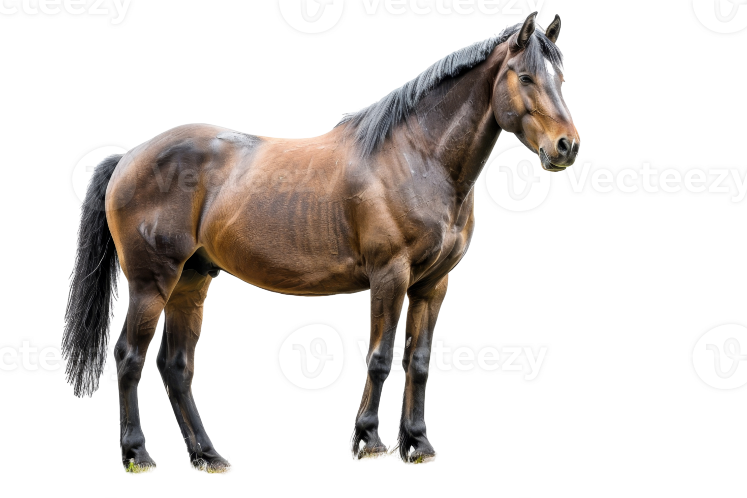 A majestic brown horse standing tall and proud, showcasing its strong muscular build and beautiful sleek coat on a transparent background. png