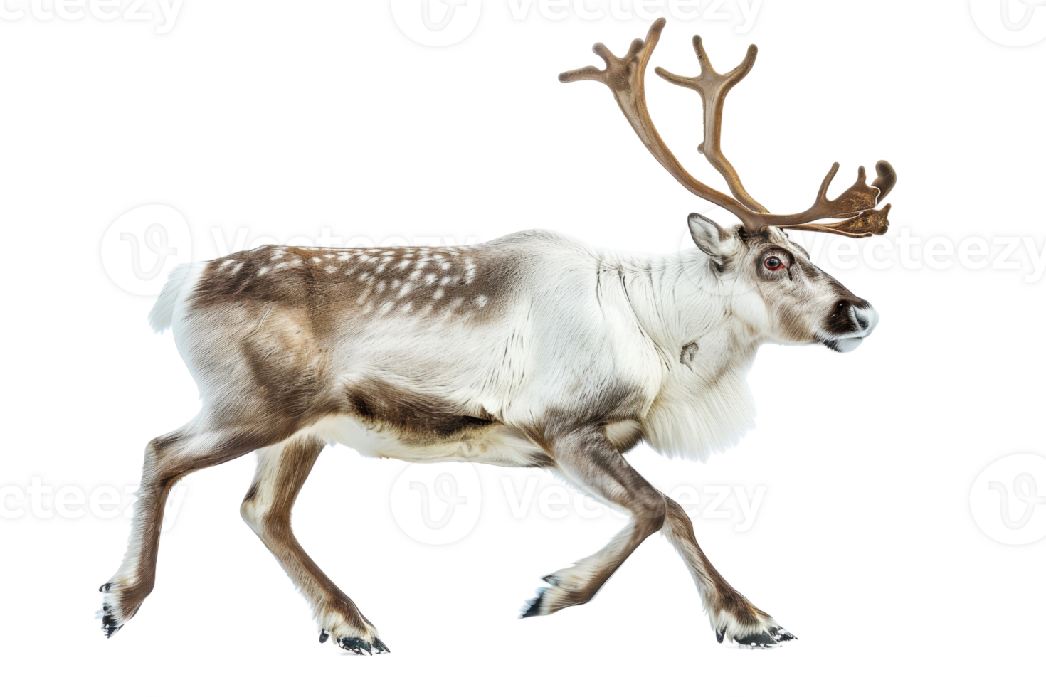 A majestic reindeer walking gracefully with large, impressive antlers. Perfect for winter, holiday, or nature-themed projects. png