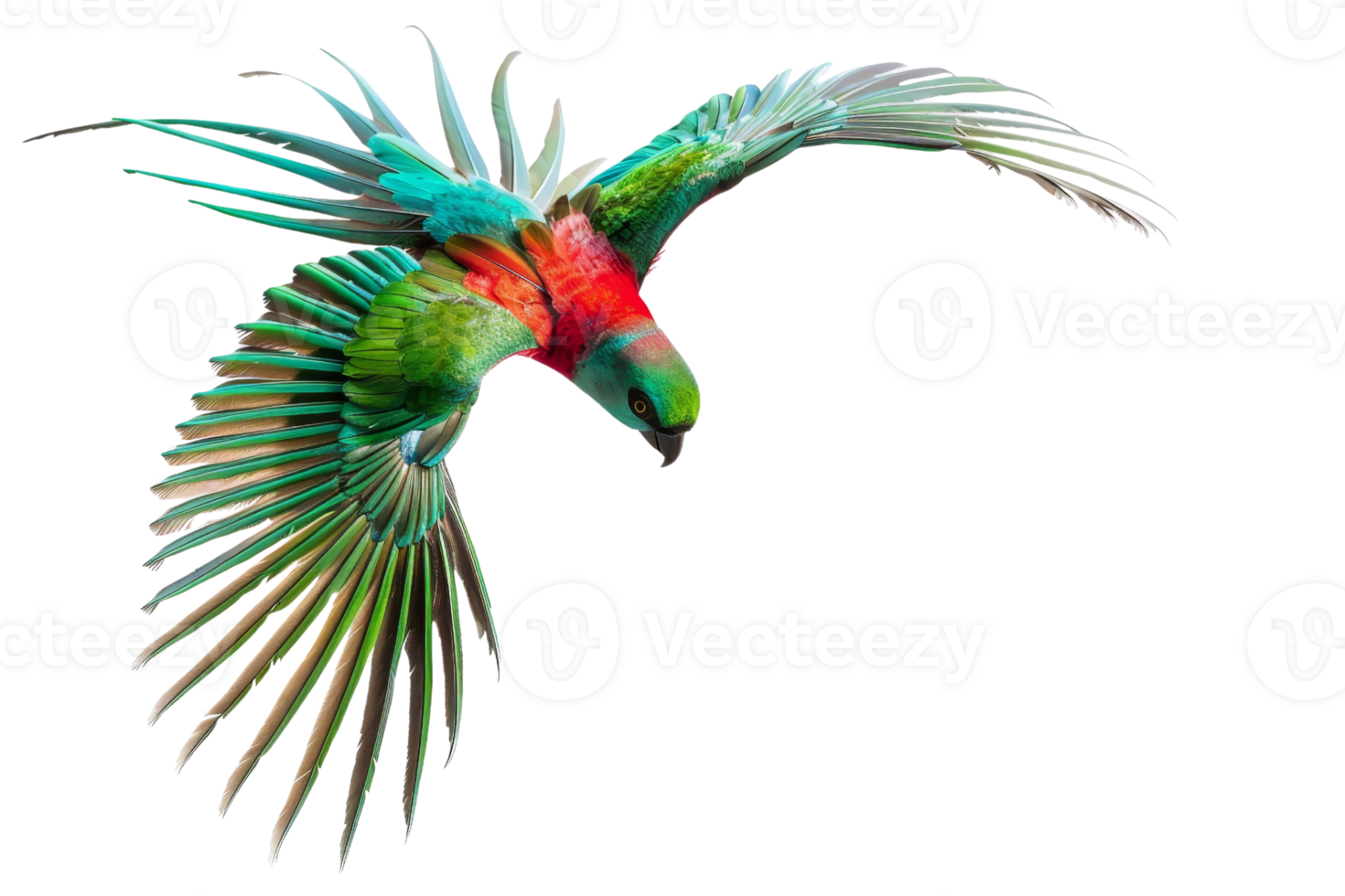 A vibrant, colorful parrot in flight with wings spread wide, showcasing its beautiful plumage against a transparent background. png