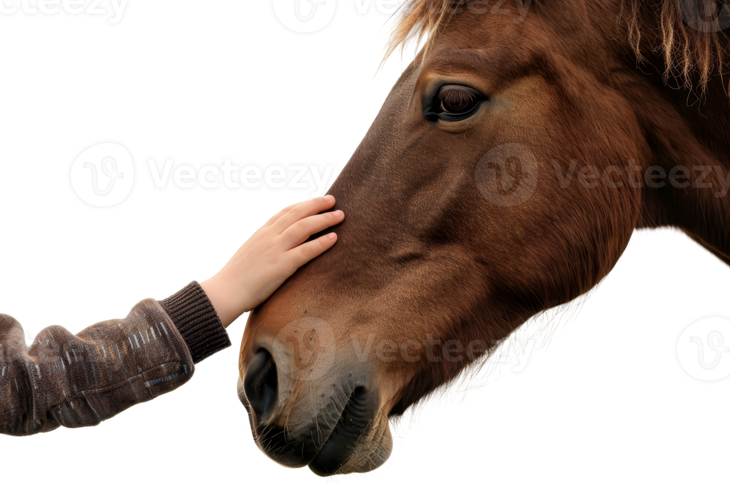 A person gently touching the face of a horse, showcasing a moment of connection and trust between human and animal. png