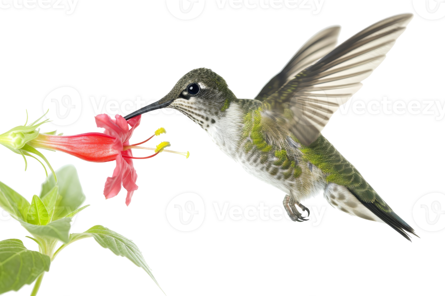 A stunning hummingbird hovers in mid-air while feeding from a vibrant red flower in a beautiful, natural setting. png