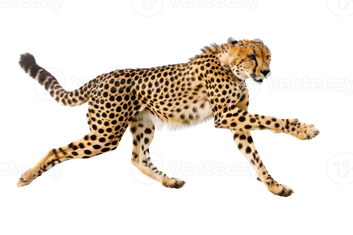 A majestic cheetah in full sprint showcasing its speed and agility against a clear background, capturing the essence of wild predator grace. png