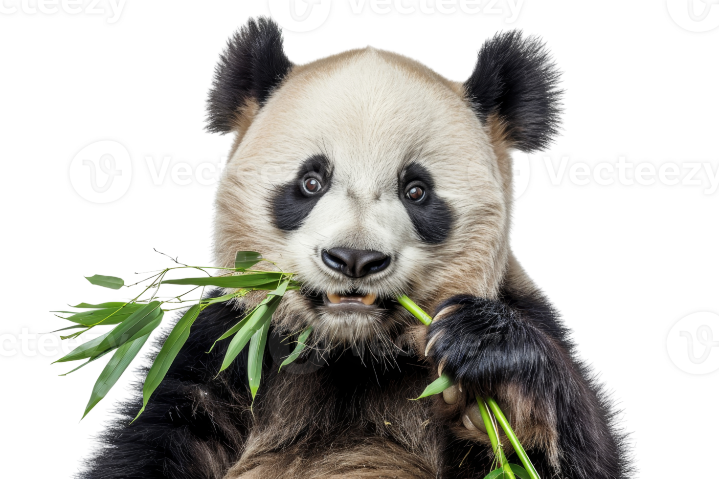 Adorable giant panda eating bamboo, showcasing its cute and playful nature. Perfect for wildlife and nature-themed projects. png