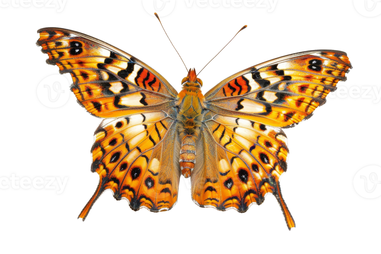 A vibrant orange butterfly with intricate black patterns on its wings, isolated on a transparent background. showing beauty and nature's elegance. png