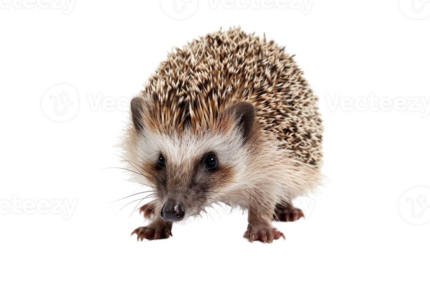 Close-up image of a small, spiky hedgehog against a transparent background. ideal for nature, wildlife, and animal-themed content. png