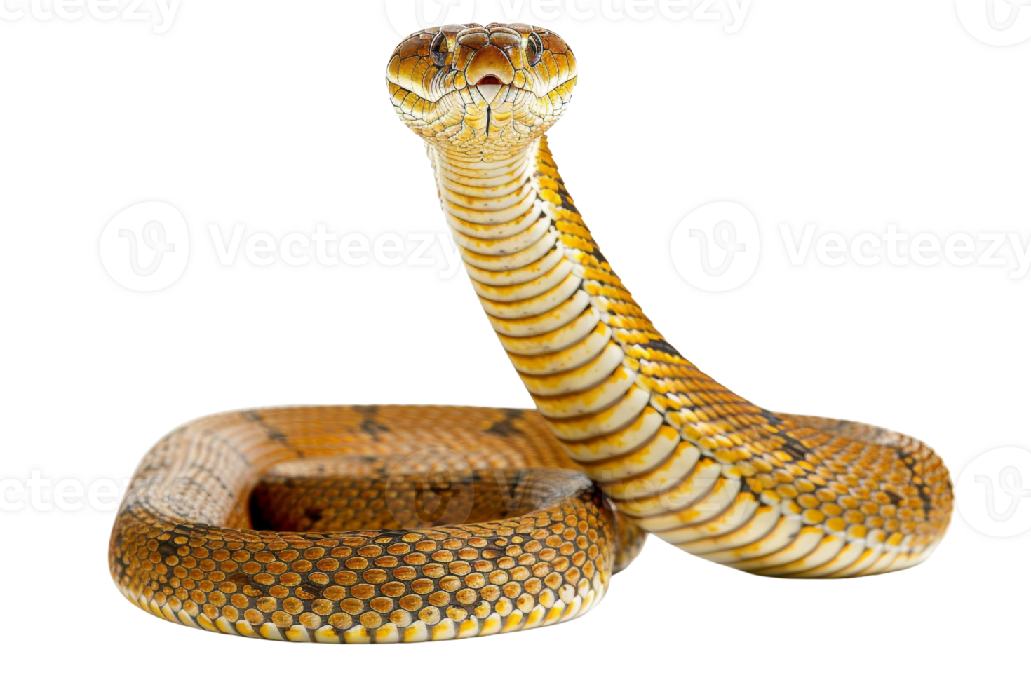 Close-up of a coiled golden snake raising its head, isolated on a transparent background. showcasing intricate scales and patterns. png