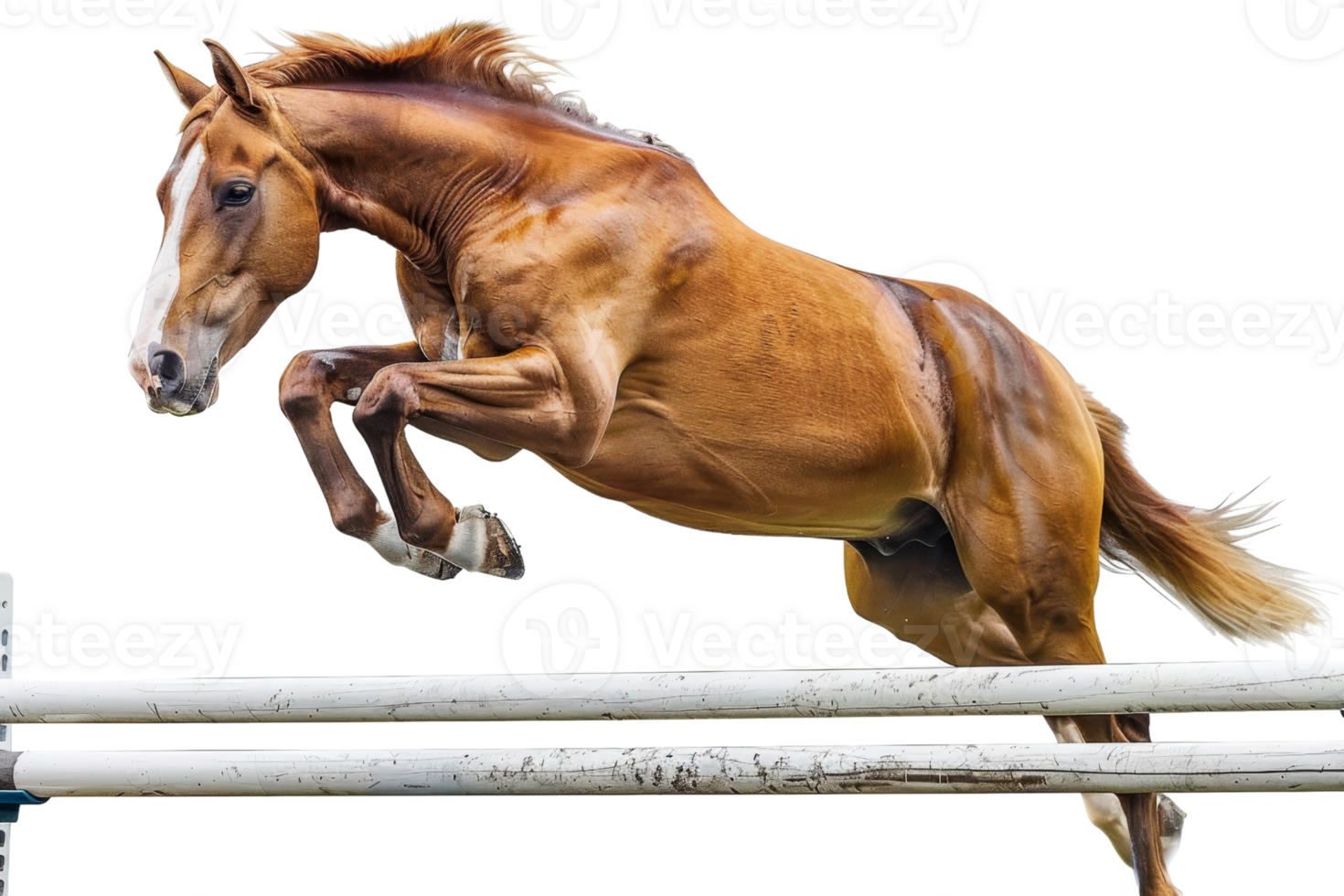 Brown horse gracefully jumping over a white hurdle, isolated on transparent background. Perfect for equestrian and animal themes. png