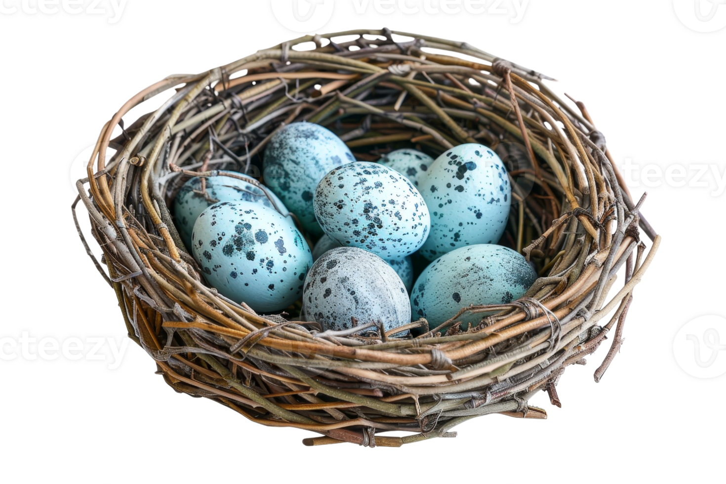 Closeup of a bird's nest with speckled blue eggs. Nature, wildlife, and reproduction concept. Isolated on transparent background. png