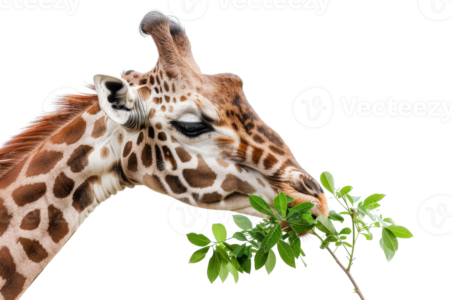Close-up of a giraffe eating green leaves, showcasing its unique patterns and majestic presence against a transparent background. png