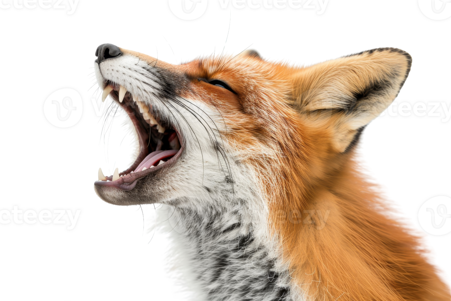 Close-up of a fox with an open mouth showcasing its teeth. The fur and facial expression are clearly visible. png