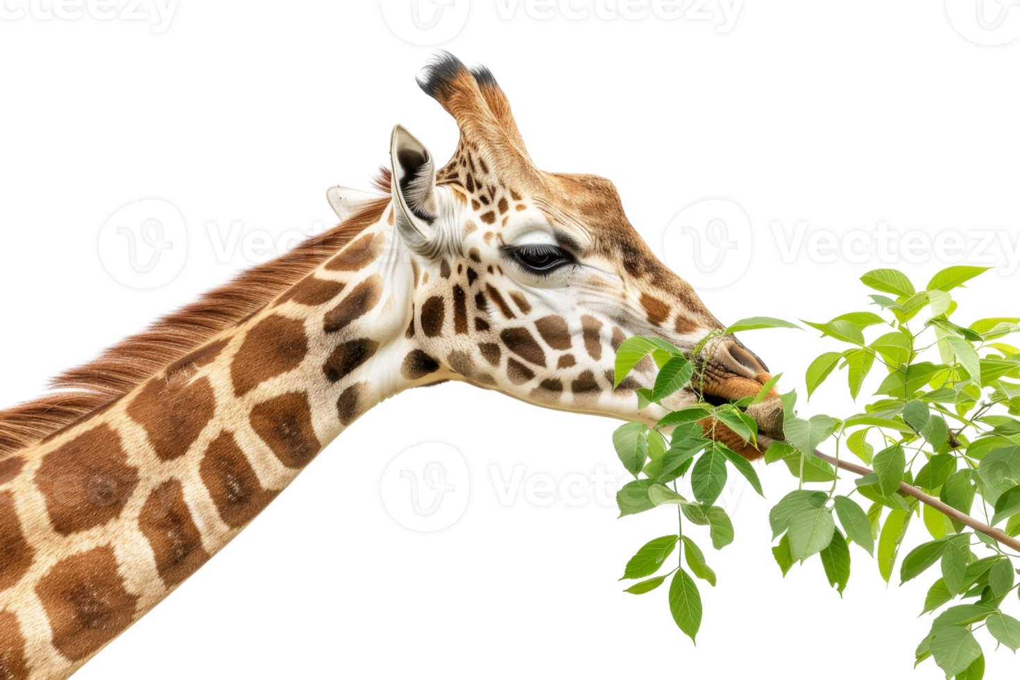 Close-up of a giraffe feeding on leaves from a tree branch, showcasing its unique patterned neck and natural habitat. png
