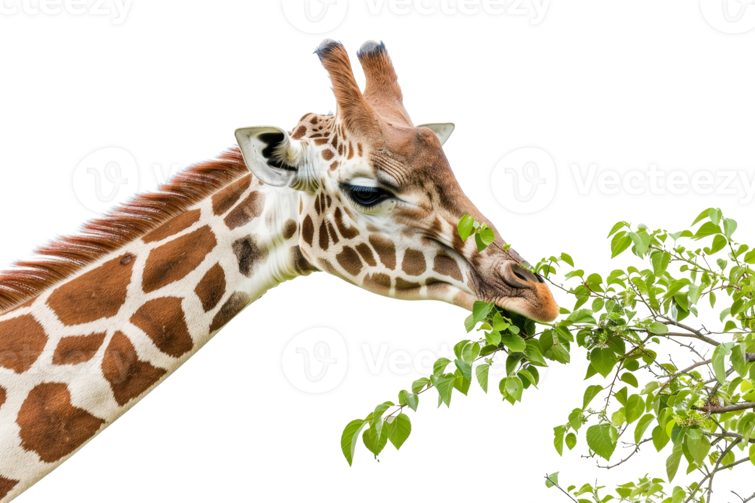 Close-up of a giraffe eating green leaves from a tree branch, showcasing its long neck and patterned fur in a natural setting. png