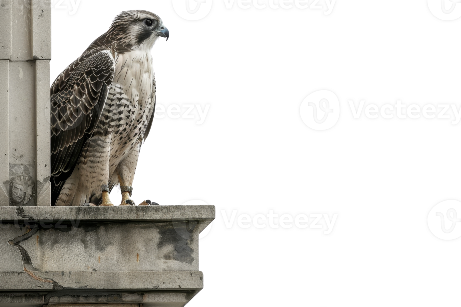 Close-up of a majestic falcon perched on an ornate stone ledge, showcasing its detailed feathers and alert gaze. png