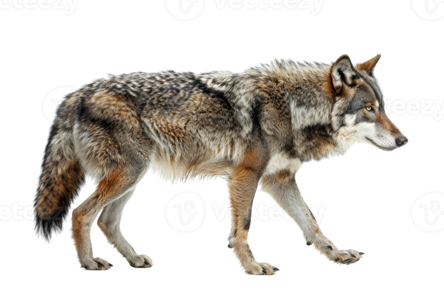 Close-up of a lone wolf walking gracefully, showcasing its fur details and strong presence against a transparent background. png