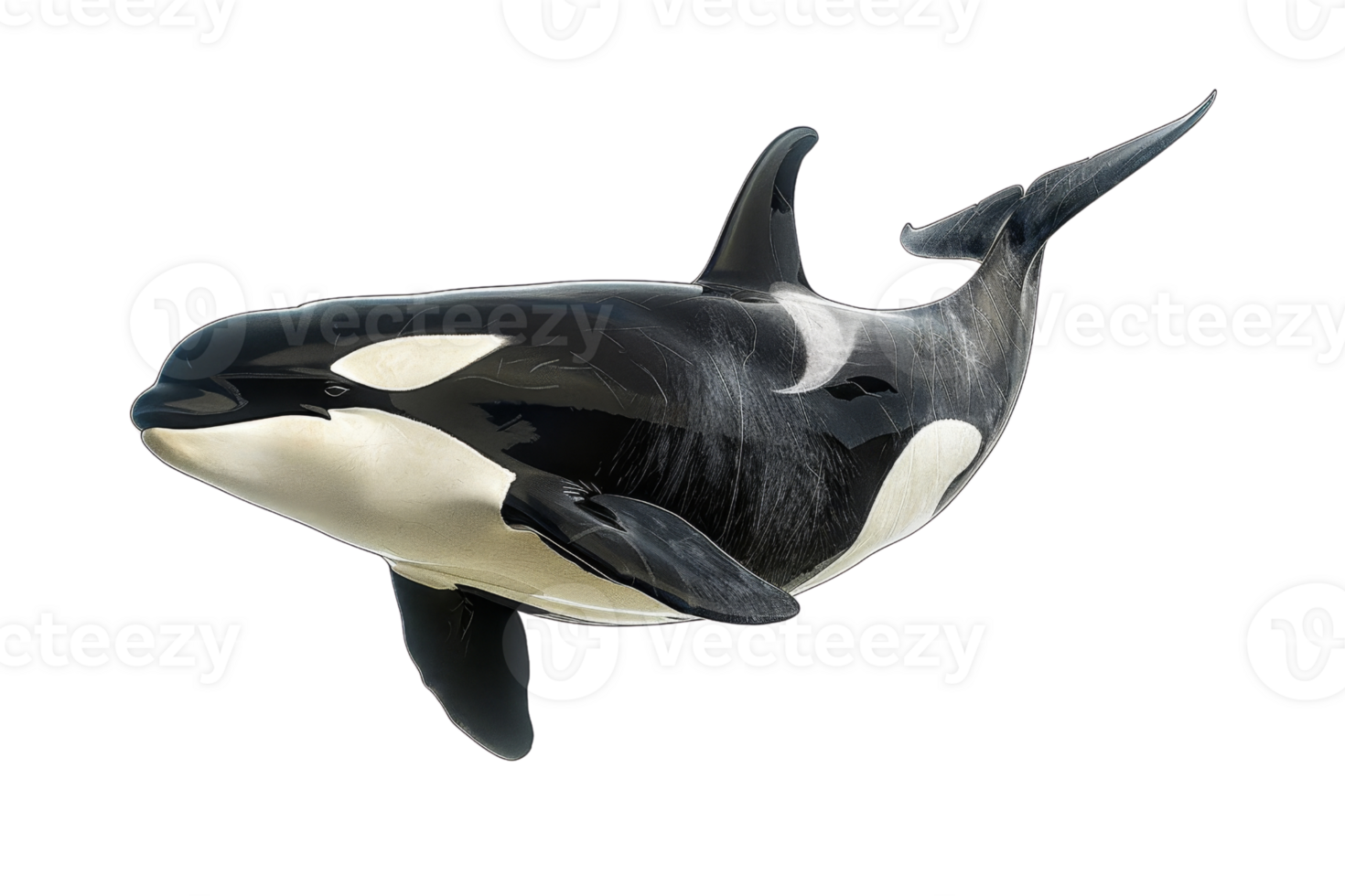 Close-up of a majestic orca whale swimming in the ocean, showcasing its sleek black and white patterns and powerful presence. png