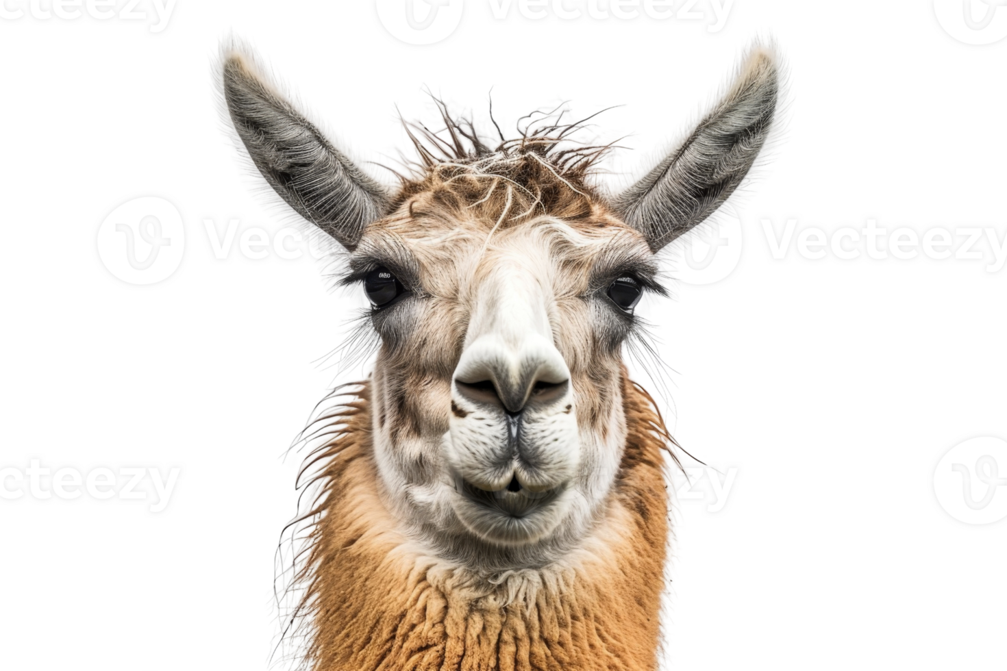 Close-up of a curious llama with a transparent background. showcasing the distinctive features and expressions of this unique animal. png